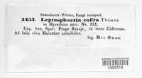 Image of Metasphaeria caffra